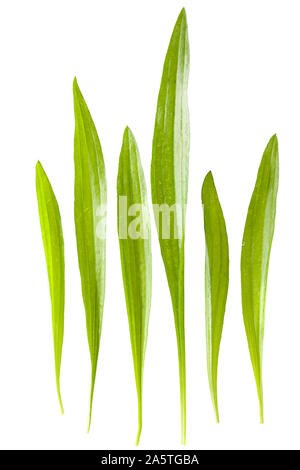 Spitz-plantain (Plantago lanceolata) leaves on white Stock Photo