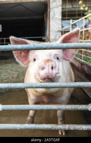 Close up of a happy pig in a stall Stock Photo