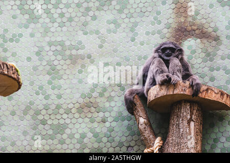 Old silver gibbon sitting on a tree in a zoo Stock Photo
