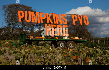 A large sign made visible to motorists at a pick-your-own pumpkin field near Cardiff, October 2019. Stock Photo