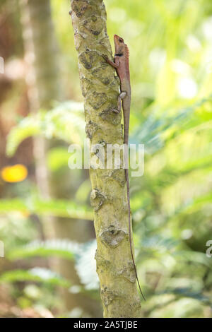 An oriental garden lizard clings to a tree in Vietnam. Stock Photo