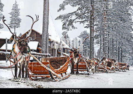 Reindeers with sleds in winter forest, Lapland, Finland. Santa Claus sledge. Stock Photo