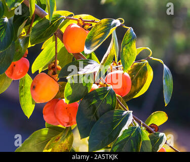 A Bunch of colorful persimmon fruits (Cachi frutta In Italian Name)on the persimmon Tree, in Garden of villa borghese Rome Italy. Stock Photo