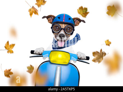 motorcycle  jack russell  dog driving a motorbike with sunglasses isolated on white background in windy autumn fall with leaves flying around Stock Photo