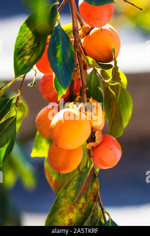 A Bunch of colorful persimmon fruits (Cachi frutta In Italian Name)on the persimmon Tree, in Garden of villa borghese Rome Italy. Stock Photo
