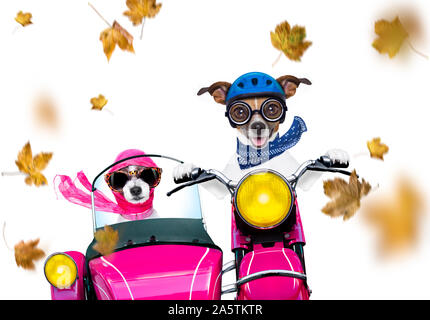 motorcycle diva lady fancy  dog driving a motorbike with sunglasses isolated on white background in windy autumn fall with leaves flying around Stock Photo