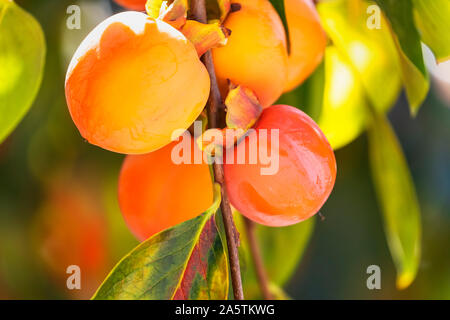 A Bunch of colorful persimmon fruits (Cachi frutta In Italian Name)on the persimmon fruits Tree, in Garden of villa borghese Rome Italy. Stock Photo
