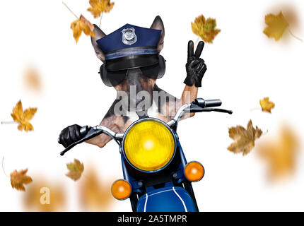 motorcycle diva lady fancy  dog driving a motorbike with sunglasses isolated on white background, in windy autumn fall with leaves flying around Stock Photo