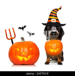 dachshund sausage dog sit as a ghost for halloween sitting   at with pumpkin lantern or  light , scary and spooky isolated on white background Stock Photo