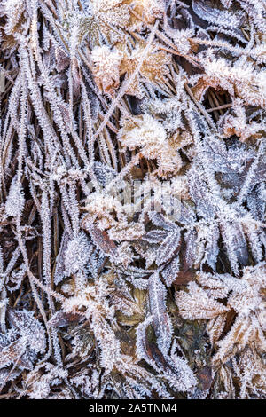 Ice crystals on leaves and grasses, frosted ground, cold winter day Stock Photo