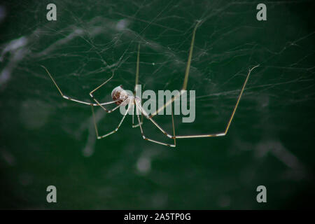 Macro photo of daddy long legs spider (Phalangium opilio). The spider is in its web, hanging down. Green background Stock Photo