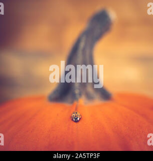 Close up picture of a ladybug (Harmonia axyridis) on a mini pumpkin. Side view. Wooden background. Warm colors. Stock Photo