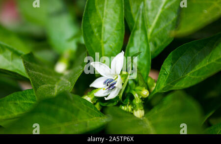 Close up photo of Chili pepper saltillo (Capsicum Annum) white flower blooming. Unopened flowers and green big leaves on the side. Stock Photo