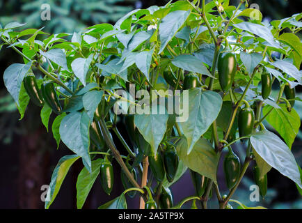 Organic jalapeño (Capsicum annuum) peppers on a jalapeno plant. Close-up photo. Big green foliage and shiny green chilis. Stock Photo