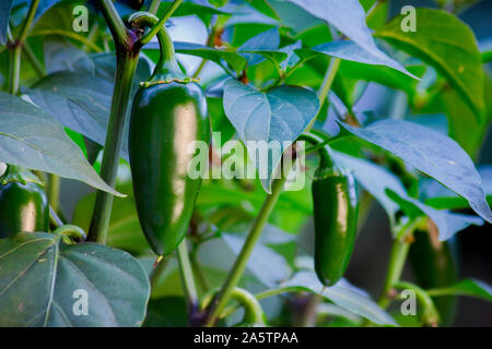 Organic jalapeño (Capsicum annuum) peppers on a jalapeno plant. Close-up photo. Very hot and healthy green, chili peppers. Stock Photo
