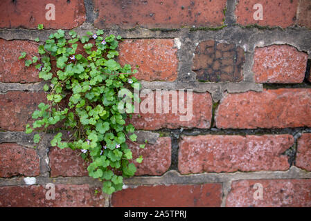 Green plant growing out of brick wall in England. Stock Photo