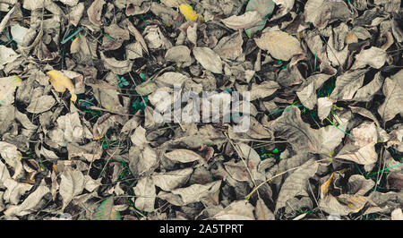 Dried brown walnut leaves on the ground with some yellow leaves and green clover and grass. Stock Photo