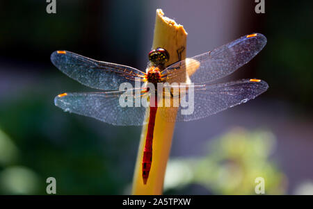 Close up photo of a dragonfly (Sympetrum flaveolum) resting on a bamboo stick. Red, orange and yellow body. Blue and white background. Stock Photo