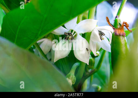 Close up photo of Chili pepper saltillo (Capsicum Annum) white flower blooming. Opened flowers and green big leaves on the side. Stock Photo