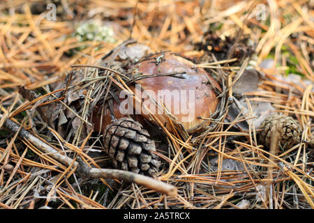 Suillus mushrooms in a pine forest. An armful of dirty, unpeeled, butter fungi in needles and cones. Top view Stock Photo
