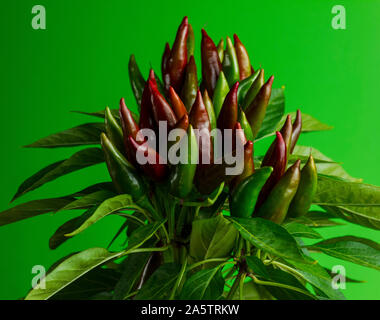 Chili pepper saltillo (Capsicum annum) plant, with lots of chilis. Ripe and unripe peppers on plant. Green, orange and red chilis. Green background. Stock Photo