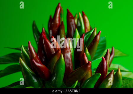 Chili pepper saltillo (Capsicum annum) plant, with lots of chilis. Ripe and unripe peppers on plant. Green, orange and red chilis. Green background. Stock Photo