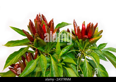Chili pepper saltillo (Capsicum annum) plant, with lots of chilis. Ripe and unripe peppers on plant. Green, orange and red chilis. White background. Stock Photo