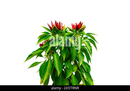 Chili pepper saltillo (Capsicum annum) plant, with lots of chilis. Ripe and unripe peppers on plant. Green, orange and red chilis. White background. Stock Photo