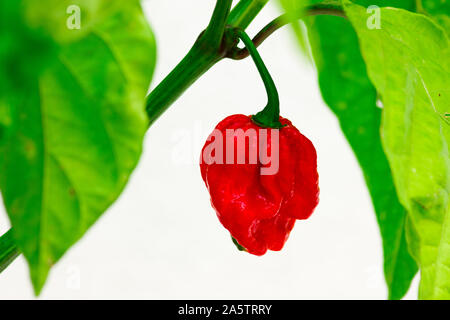 Close up photo of Trinidad Moruga Scorpion (Capsicum chinense) chili pepper. Ripe chili bright red on the plant. White background with green leaves. Stock Photo