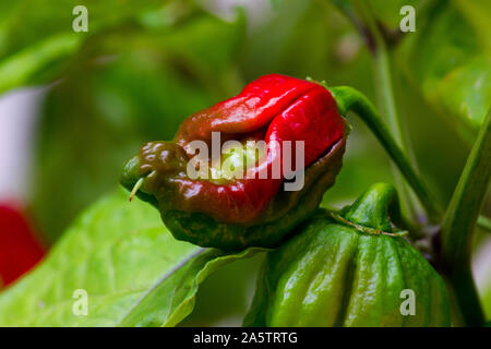 Close up photo of Trinidad Moruga Scorpion (Capsicum chinense) chili pepper. Unripe chili red and green ripening on the plant. Green leaves at back. Stock Photo