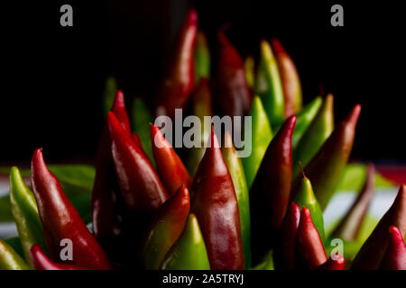 Chili pepper saltillo (Capsicum annum) plant, with lots of chilis. Ripe and unripe peppers on plant. Green, orange and red chilis. Black background. Stock Photo