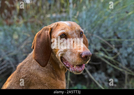 Portrait of a Hungarian Vizsla dog. The dog is paying attention, waiting for food. Old animal with grizzled fur. Blurry background. Stock Photo