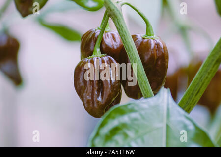 Group of chocolate habanero peppers (Capsicum chinense) on a habanero plant. Chocolate brown hot chili peppers. Tasty paprika, one of the hottest. Stock Photo