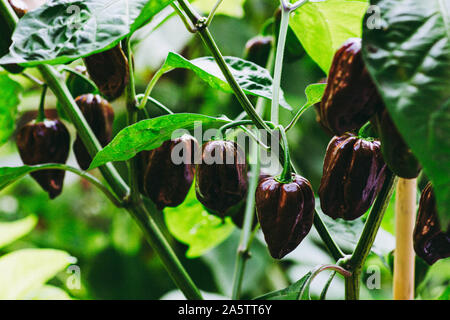 Group of chocolate habanero peppers (Capsicum chinense) on a habanero plant. Chocolate brown hot chili peppers. Tasty paprika, one of the hottest. Stock Photo