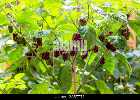 Group of chocolate habanero peppers (Capsicum chinense) on a habanero plant. Chocolate brown hot chili peppers. Tasty paprika, one of the hottest. Stock Photo