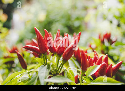 Saltillo chili pepper (Capsicum annum) plant with many ripe red hot chili's. Blurry background. Stock Photo