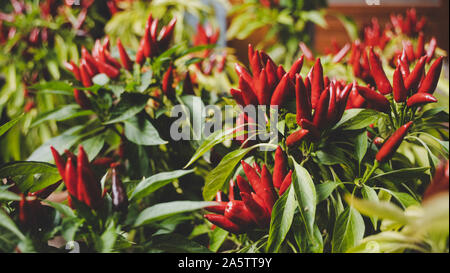 Saltillo chili pepper (Capsicum annum) plants with many ripe red hot chili's. Nice green foliage with many red chilis. Stock Photo