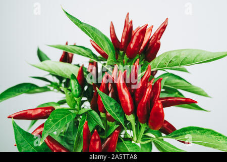 Chili pepper saltillo (Capsicum annum) plant, with lots of chilis on it. Ripe red hot chili peppers on a plant.  White background. Close up photo. Stock Photo