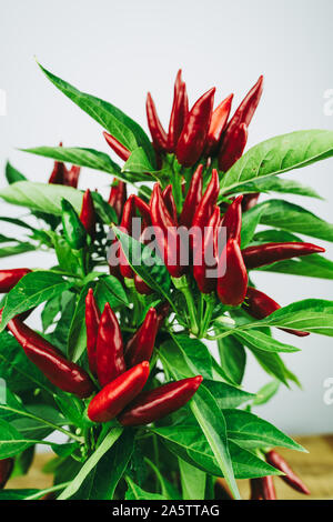 Chili pepper saltillo (Capsicum annum) plant, with lots of chilis on it. Ripe red hot chili peppers on a plant.  White background. Close up photo. Stock Photo