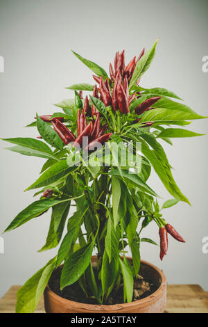 Chili pepper saltillo (Capsicum annum) plant, with lots of chilis on it. Ripe red hot chili peppers on a plant.  White background. Close up photo. Stock Photo