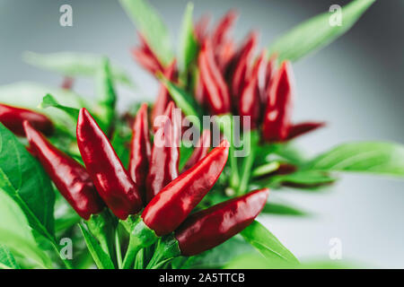 Chili pepper saltillo (Capsicum annum) plant, with lots of chilis on it. Ripe red hot chili peppers on a plant.  White background. Close up photo. Stock Photo