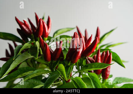 Chili pepper saltillo (Capsicum annum) plant, with lots of chilis on it. Ripe red hot chili peppers on a plant.  White background. Close up photo. Stock Photo