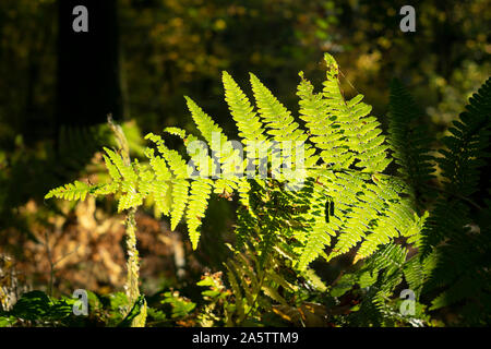Transmitted light  fern leaves (Polypodiopsida Cronquist) in 'Las Wolski' (Wolski Forest). Krakow, Poland, Europe Stock Photo