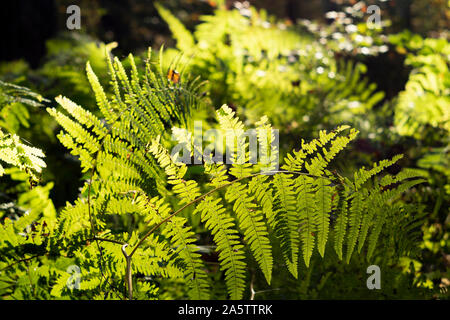 Transmitted light  fern leaves (Polypodiopsida Cronquist) in 'Las Wolski' (Wolski Forest). Krakow, Poland, Europe Stock Photo