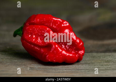 Close up photo of Trinidad Moruga Scorpion (Capsicum chinense) chili pepper. Shiny bright red color. Brown and grey wood background. Stock Photo
