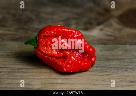Close up photo of Trinidad Moruga Scorpion (Capsicum chinense) chili pepper. Shiny bright red color. Brown and grey wood background. Stock Photo