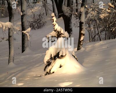 New Year celebration. Winter in the city park. Picturesque and fairy Christmas tree under the snow in the rays of the evening sun Stock Photo