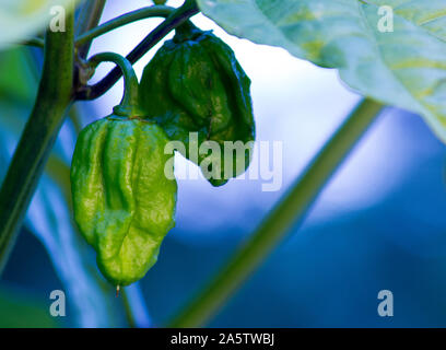 Macro photo of a Trinidad Moruga Scorpion (Capsicum chinense). The chili peppers are green and unripe hanging from the plant. Blurry background. Stock Photo