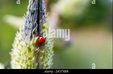 A beautiful Ladybug (Coccinella septempunctata) resting on a Common milkweed plant (Asclepias syriaca).  Macro photo with blurry background. Stock Photo