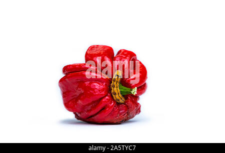 Photo of a Trinidad Moruga Scorpion (Capsicum chinense) with a Helicoverpa zea larva feeding on it. Red hot chili pepper isolated on white background. Stock Photo